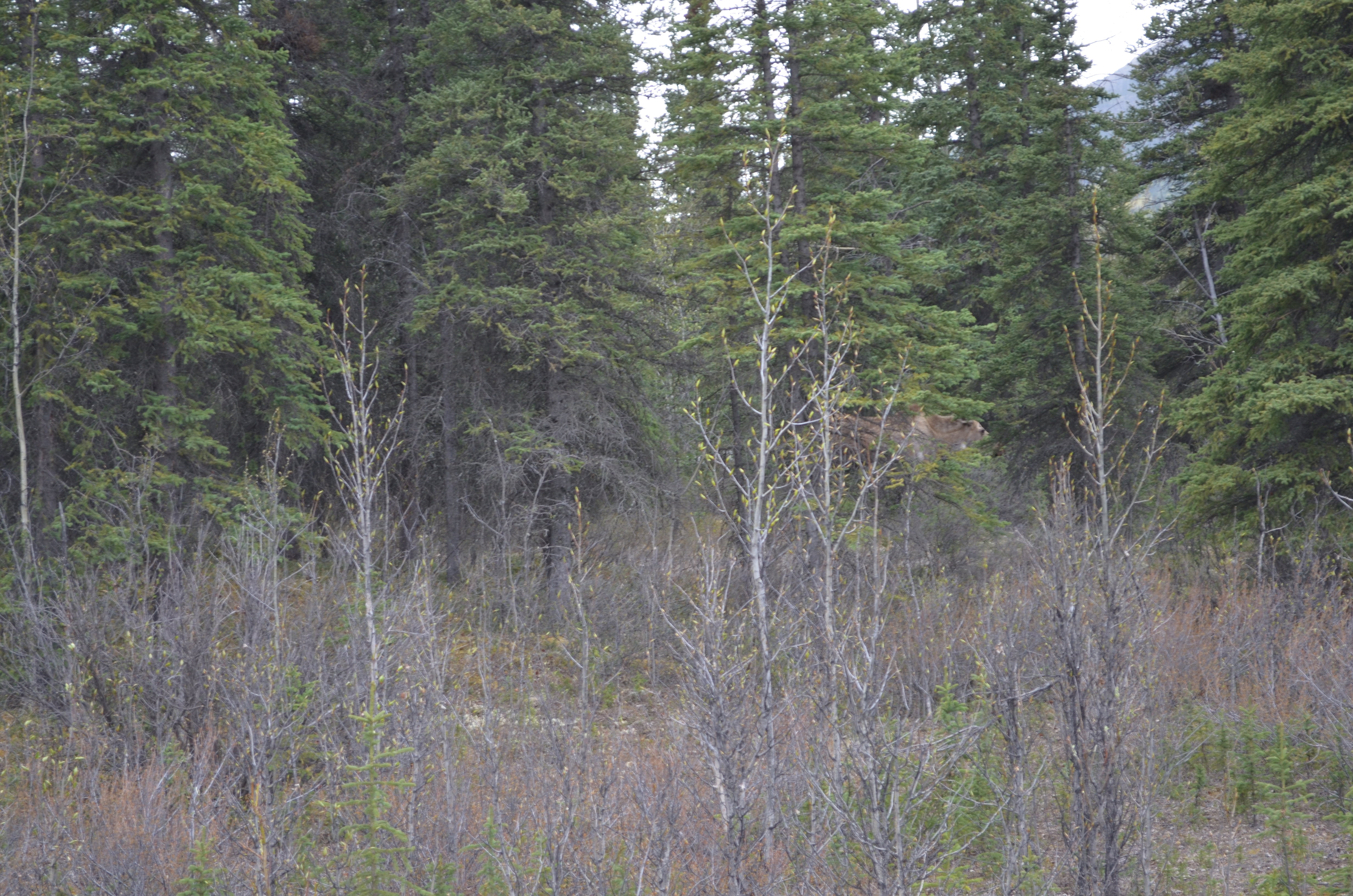 ./2017/08 - Alaska Cruise/03 - Denali/DSC_0130.JPG